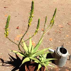 Image of Aloe castellorum