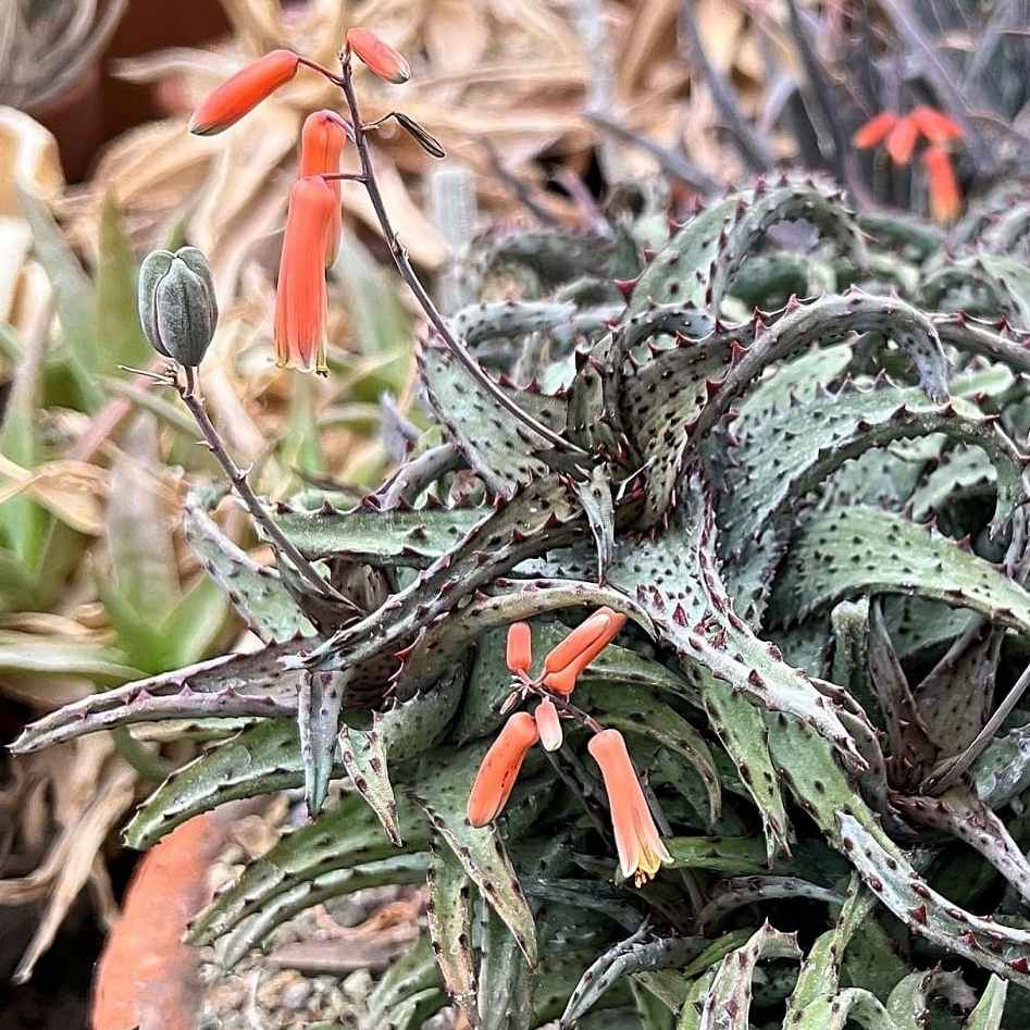 Image of Aloe castilloniae (Large Form)