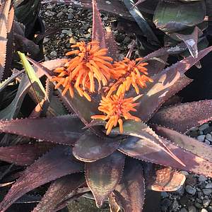 Image of Aloe chabaudii 'Orange Burst'