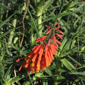 Image of Aloe ciliaris var. tidmarshii