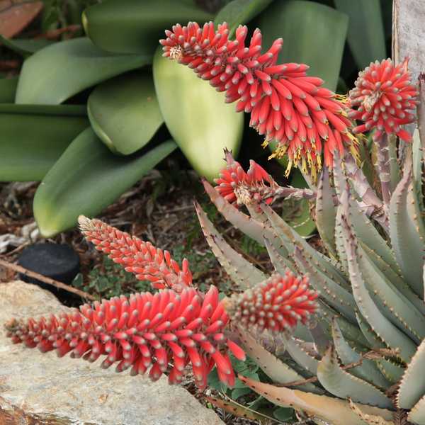 Image of Aloe claviflora