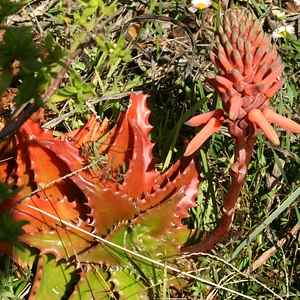 Image of Aloe congolensis