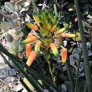 Image of Aloe cooperi