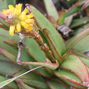 Image of Aloe cryptoflora