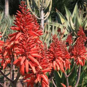 Image of Aloe debrana