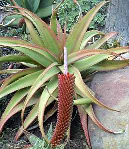 Image of Aloe decurva