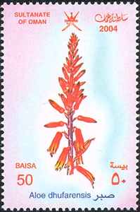Image of Aloe dhufarensis