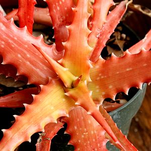 Image of Aloe dorotheae