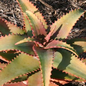 Image of Aloe elgonica