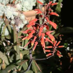 Image of Aloe ellenbeckii