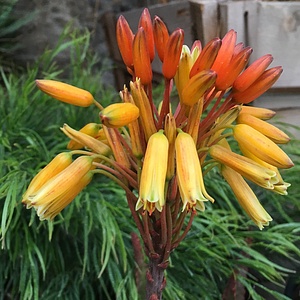 Image of Aloe fievetii