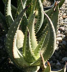 Image of Aloe gariepensis