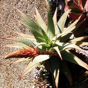 Image of Aloe glauca 'Namaqualand'