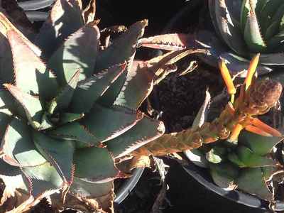 Image of Aloe glauca 'Genadendal'