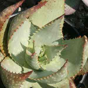 Image of Aloe hereroensis