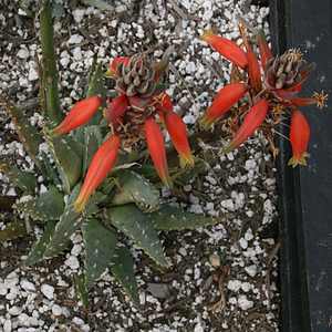 Image of Aloe humilis