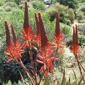 Image of Aloe khamiesensis