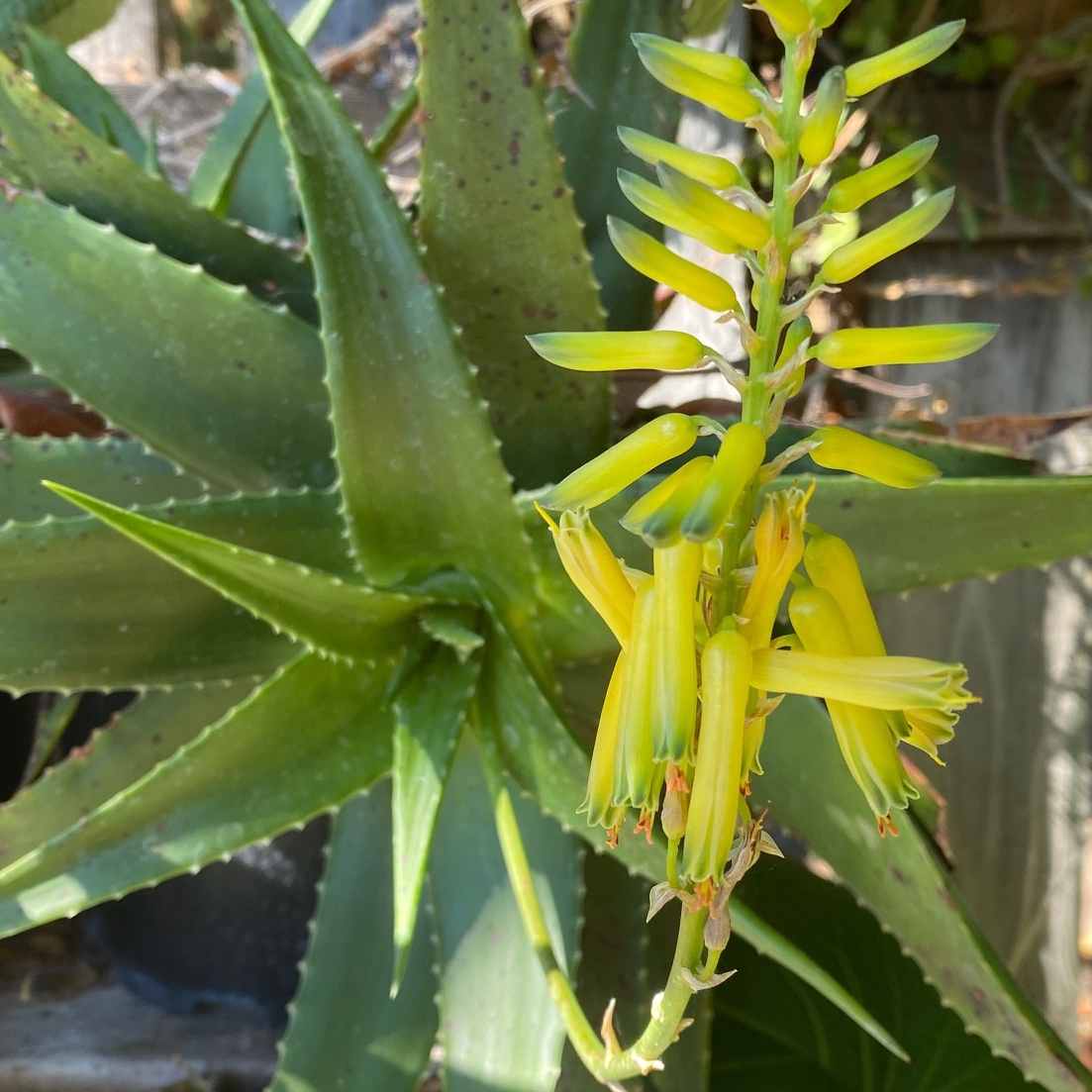 Image of Aloe leptosiphon