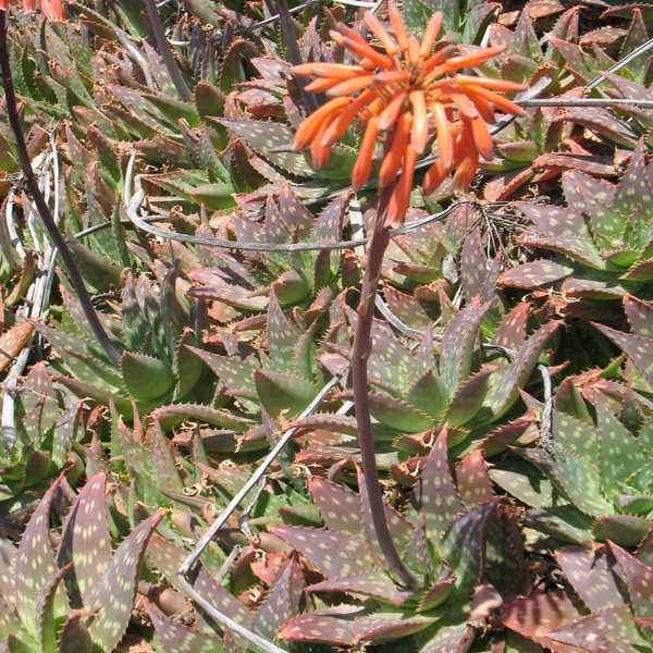 Image of Aloe maculata