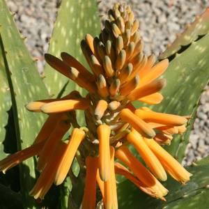 Image of Aloe maculata 'Jack-O-Lantern'