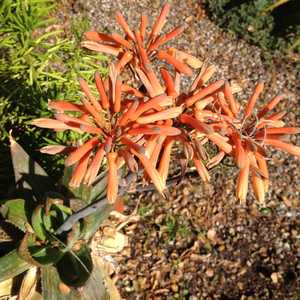 Image of Aloe maculata 'Monstrose'