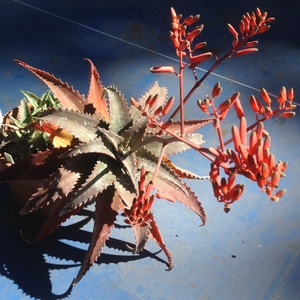 Image of Aloe mubendiensis