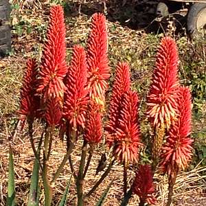 Image of Aloe mutabilis