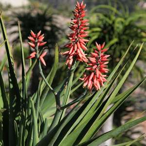 Image of Aloe 'Pandan'