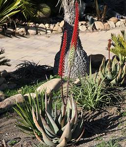 Image of Aloe petricola