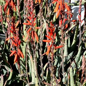 Image of Aloe pictifolia