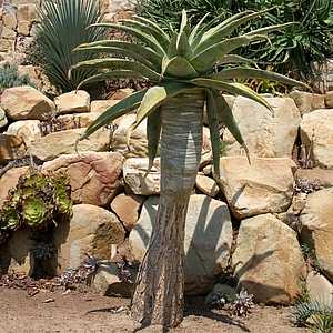 Image of Aloe pillansii