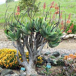 Image of Aloe plicatilis