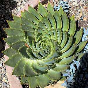 Image of Aloe polyphylla