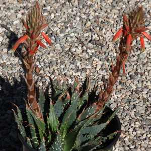 Image of Aloe pratensis