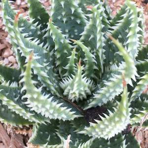 Image of Aloe humilis x pratensis