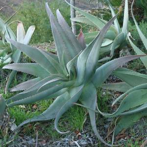 Image of Aloe pseudorubroviolacea