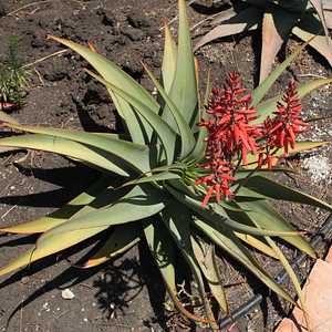 Image of Aloe pulcherrima
