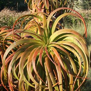 Image of Aloe pluridens