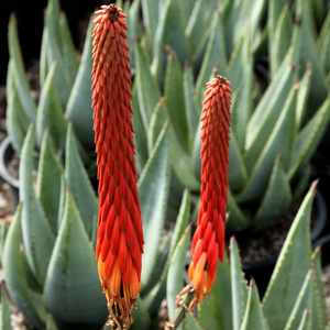 Image of Aloe reitzii