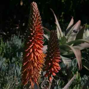 Image of Aloe rubroviolacea