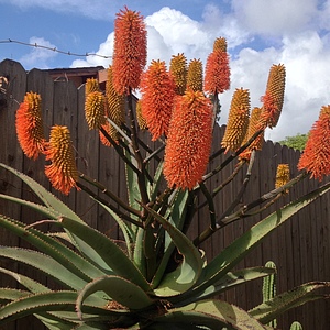 Image of Aloe rupestris