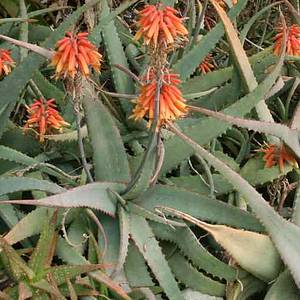 Image of Aloe schelpei
