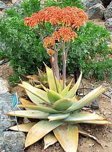 Image of Aloe striata
