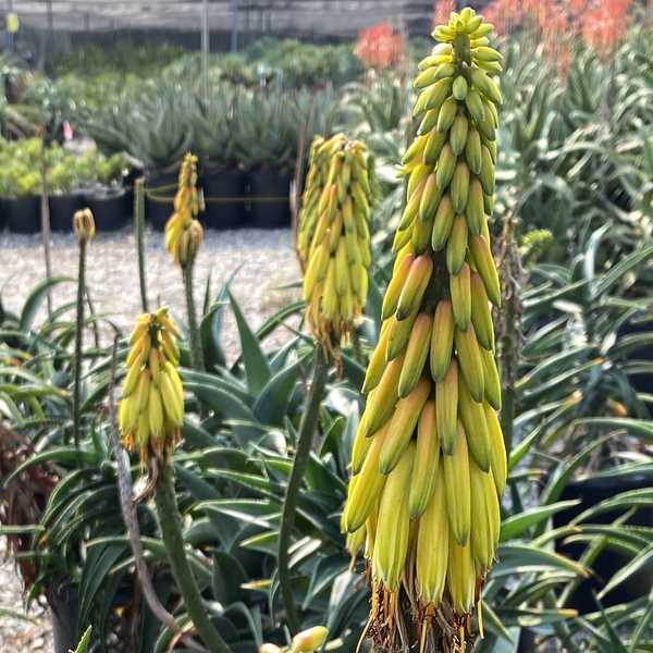 Image of Aloe striatula 'Burly'