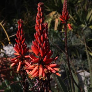 Image of Aloe succotrina