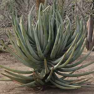 Image of Aloe suzannae