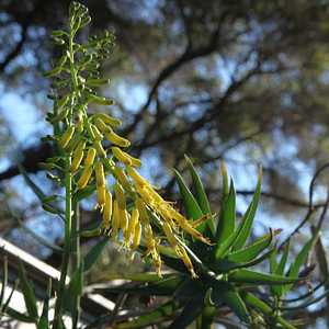 Image of Aloe tenuior