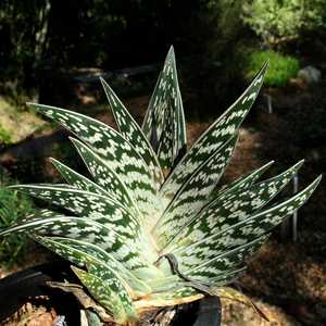 Image of Aloe variegata