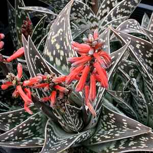 Image of Aloe variegata 'Beervlei Dam'