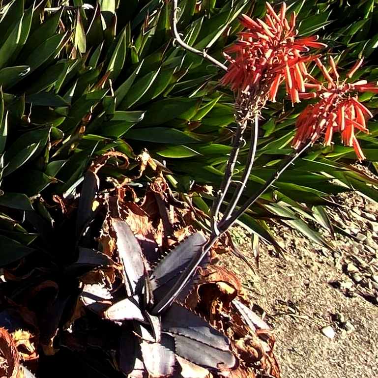 Image of Aloe verdoorniae